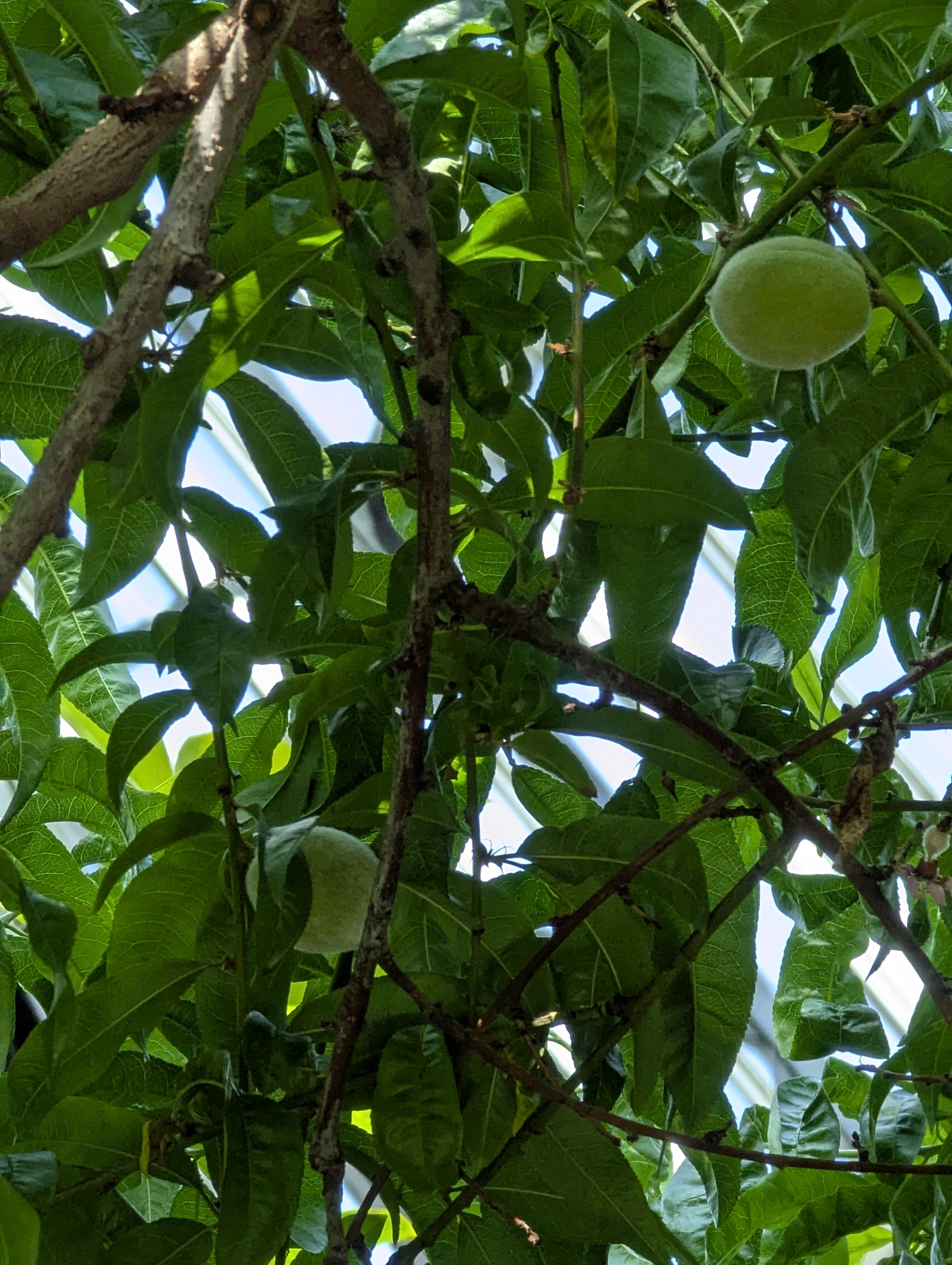 Birthday Trip to Canada, Edmonton, Pyramids, Muttart Observatory